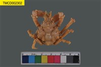 藏品(雙角互敬蟹)的圖片